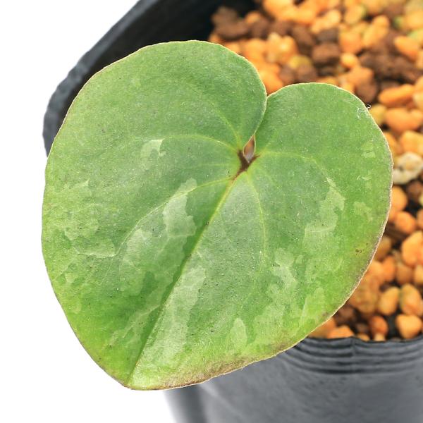 天然野生のカンアオイ】ボリューム満点！超絶BIGなカンアオイ＊寒葵