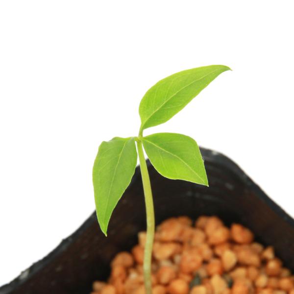 メーカー：■ kotenplant　_gardening　ガーデニング　山野草　球根　蝮草　テンナンショウ　マムシソウ　マムシグサ　植物　植物生体　ガーデニング生体　育て方　育成方法　栽培方法　盆栽　Ａｒｉｓａｅｍａ　ｃｕｃｕｌｌａｔｕｍ　...