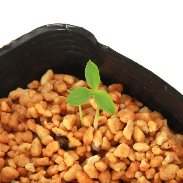 メーカー：■ kotenplant　_gardening　ガーデニング　山野草　球根　植物　植物生体　ガーデニング生体　育て方　育成方法　栽培方法　盆栽　テンナンショウ　天南星　マムシソウ　マムシグサ　サトイモ科　Araceae　テンナンシ...