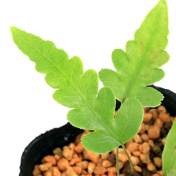 山野草　シダ　羊歯　クラガリシダ　長野県産　胞子培養株 チャーム（ペット） （山野草）シダ（羊歯）コシダ（小羊歯）3