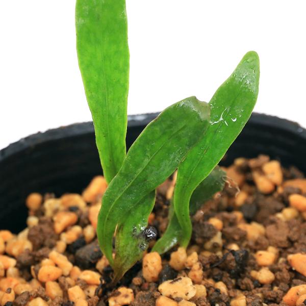 _gardening　観葉植物　園芸　ガーデニング　ビバリウム　テラリウム　パルダリウム　育て方　育成方法　栽培方法　草花盆栽　和盆栽　多年性　多年草　羊歯植物　シダ植物　シダ　品種　種類　Ｌｏｘｏｇｒａｍｍｅ　ｇｒａｍｍｉｔｏｉｄｅｓ　ウ...