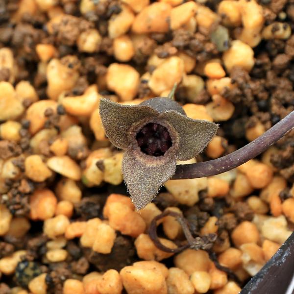 kotenplant　_gardening　育て方　育成方法　栽培方法　古典園芸　園芸　ガーデニング　山野草　盆栽　多年草　品種　種類　花　花苗　サイシン　細辛　カンアオイ　寒葵　アオイ　葵　ウマノスズクサ科　カンアオイ属　ヒメカンアオイ系...