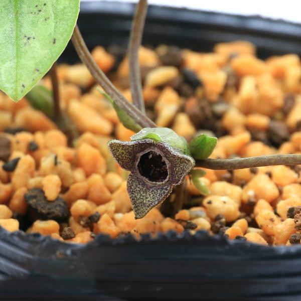 kotenplant　_gardening　育て方　育成方法　栽培方法　古典園芸　園芸　ガーデニング　山野草　盆栽　多年草　品種　種類　花　花苗　サイシン　細辛　カンアオイ　寒葵　アオイ　葵　ウマノスズクサ科　カンアオイ属　ヒメカンアオイ系...