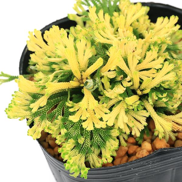 kotenplant　_gardening　観葉植物　園芸　ガーデニング　ビバリウム　テラリウム　パルダリウム　育て方　育成方法　栽培方法　草花盆栽　和盆栽　多年性　多年草　羊歯植物　シダ植物　シダ　品種　種類　イワヒバ科　Ｓｅｌａｇｉｎｅ...