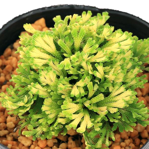 kotenplant　_gardening　観葉植物　園芸　ガーデニング　ビバリウム　テラリウム　パルダリウム　育て方　育成方法　栽培方法　草花盆栽　和盆栽　多年性　多年草　羊歯植物　シダ植物　シダ　品種　種類　イワヒバ科　Ｓｅｌａｇｉｎｅ...