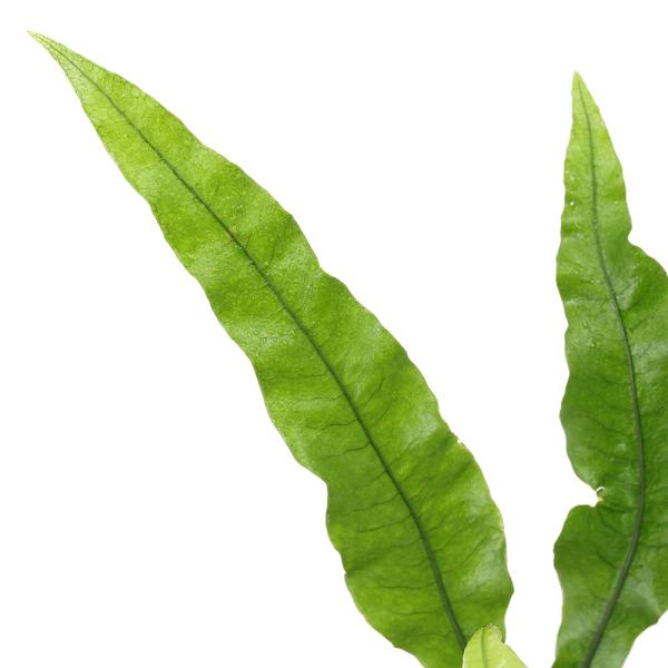 _gardening　観葉植物　園芸　ガーデニング　ビバリウム　テラリウム　パルダリウム　育て方　育成方法　栽培方法　草花盆栽　和盆栽　多年性　多年草　羊歯植物　シダ植物　シダ　品種　種類　クリハラン　ヤリノホクリハラン　槍ノ穂栗葉蘭　ウラ...