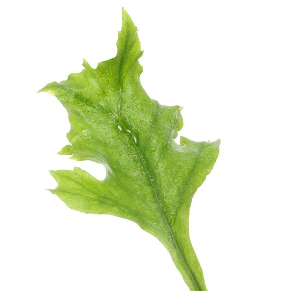 _gardening　観葉植物　園芸　ガーデニング　ビバリウム　テラリウム　パルダリウム　育て方　育成方法　栽培方法　草花盆栽　和盆栽　多年性　多年草　羊歯植物　シダ植物　シダ　品種　種類　クリハラン　ヤリノホクリハラン　槍ノ穂栗葉蘭　ウラ...