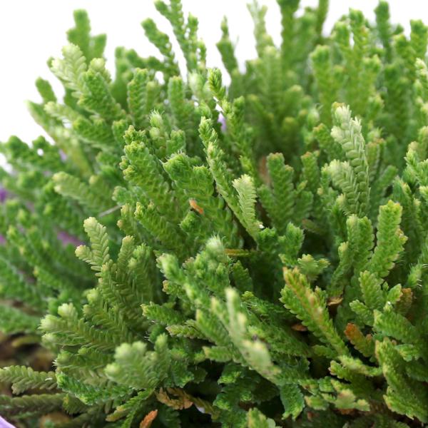 kotenplant　_gardening　観葉植物　園芸　ガーデニング　ビバリウム　テラリウム　パルダリウム　育て方　育成方法　栽培方法　草花盆栽　和盆栽　多年性　多年草　羊歯植物　シダ植物　シダ　品種　種類　イワヒバ科　Ｓｅｌａｇｉｎｅ...