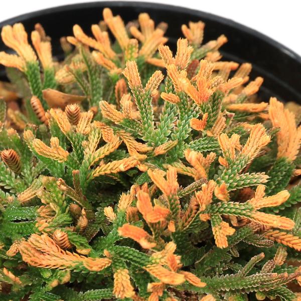 kotenplant　_gardening　観葉植物　園芸　ガーデニング　ビバリウム　テラリウム　パルダリウム　育て方　育成方法　栽培方法　草花盆栽　和盆栽　多年性　多年草　羊歯植物　シダ植物　シダ　品種　種類　イワヒバ科　Ｓｅｌａｇｉｎｅ...