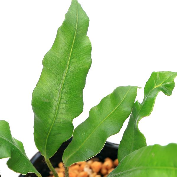 _gardening　観葉植物　園芸　ガーデニング　ビバリウム　テラリウム　パルダリウム　育て方　育成方法　栽培方法　草花盆栽　和盆栽　多年性　多年草　羊歯植物　シダ植物　シダ　品種　種類　常緑性多年草　着生植物　着生　着生シダ　着生羊歯　...