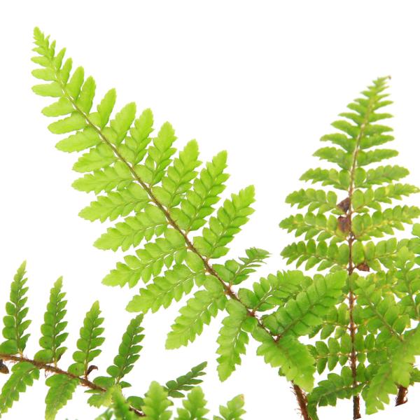 _gardening　観葉植物　園芸　ガーデニング　ビバリウム　テラリウム　パルダリウム　育て方　育成方法　栽培方法　草花盆栽　和盆栽　多年性　多年草　羊歯植物　シダ植物　シダ　品種　種類　イノデ科イノデ属　常緑性　Ｐｏｌｙｓｔｉｃｈｕｍ　...