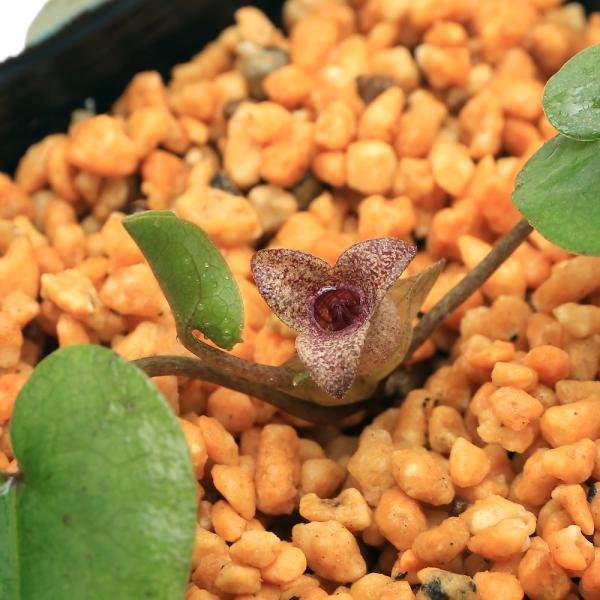 kotenplant　_gardening　育て方　育成方法　栽培方法　古典園芸　園芸　ガーデニング　山野草　盆栽　多年草　品種　種類　花　花苗　サイシン　細辛　カンアオイ　寒葵　アオイ　葵　ウマノスズクサ科　カンアオイ属　ヒメカンアオイ系...