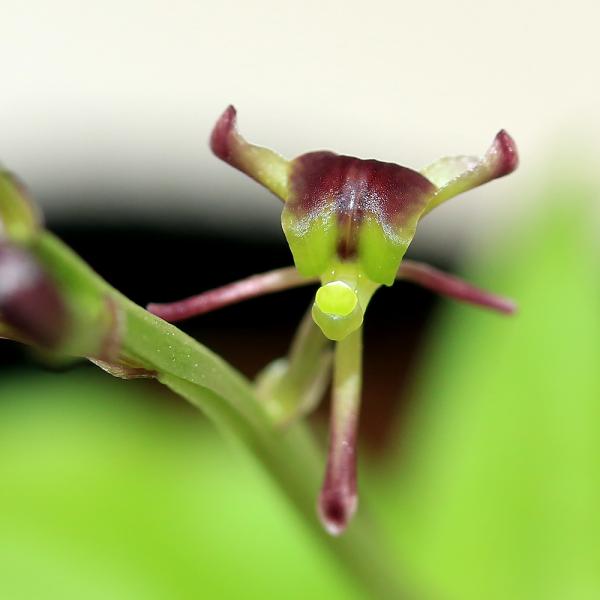 _gardening　観葉植物　園芸　ガーデニング　ビバリウム　アクアテラリウム　パルダリウム　山野草　植物　植物生体　ガーデニング生体　育て方　育成方法　栽培方法　コクラン　黒蘭　小型地生ラン　地生ラン　地生蘭　ラン科　クモキリソウ属　Ｌ...