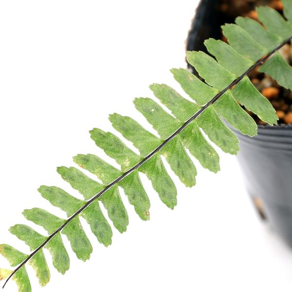 _gardening　観葉植物　園芸　ガーデニング　ビバリウム　テラリウム　パルダリウム　育て方　育成方法　栽培方法　草花盆栽　和盆栽　多年性　多年草　羊歯植物　シダ植物　シダ　品種　種類　常緑性多年草　Ａｓｐｌｅｎｉｕｍ　ｎｏｒｍａｌｅ　...