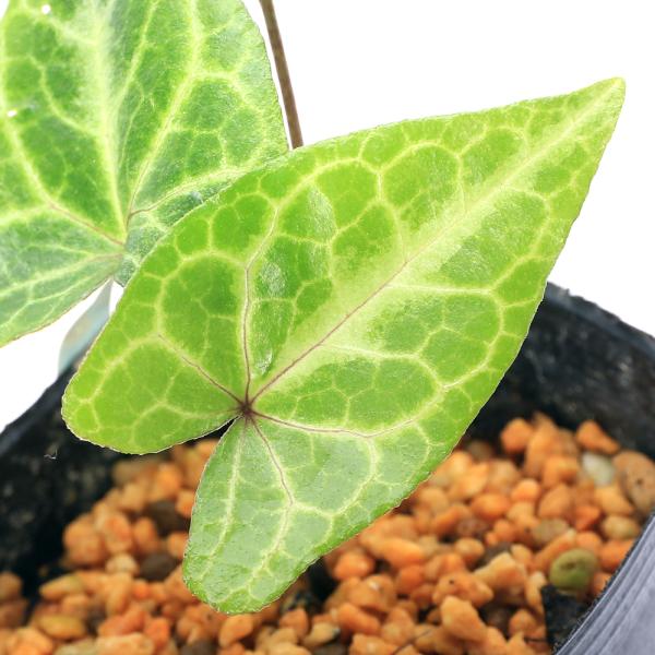 葵錦 寒葵 細辛 サイシン カンアオイ 観葉植物 インテリア