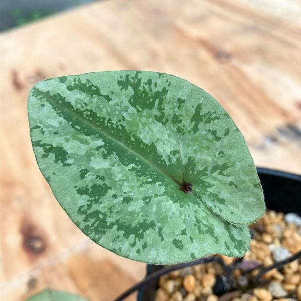 kotenplant　_gardening　育て方　育成方法　栽培方法　古典園芸　園芸　ガーデニング　山野草　盆栽　多年草　品種　種類　花　花苗　サイシン　細辛　カンアオイ　寒葵　アオイ　葵　ウマノスズクサ科　カンアオイ属　ヒメカンアオイ系...