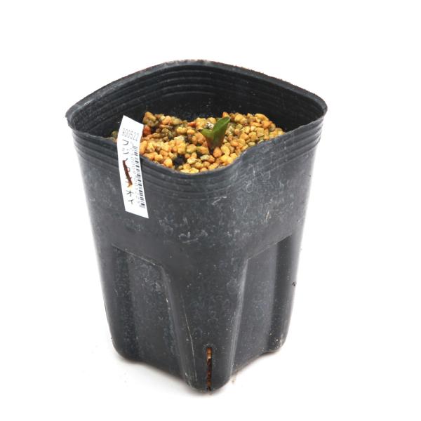 kotenplant　_gardening　sannyasou_2014　20150322　NT　gar_sanya1502　育て方　育成方法　栽培方法　古典園芸　園芸　ガーデニング　山野草　盆栽　多年草　品種　種類　花　花苗　サイシン　細...