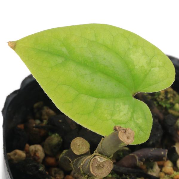 山野草）カンアオイ（寒葵）アサルム ペテロッティ（Asarum
