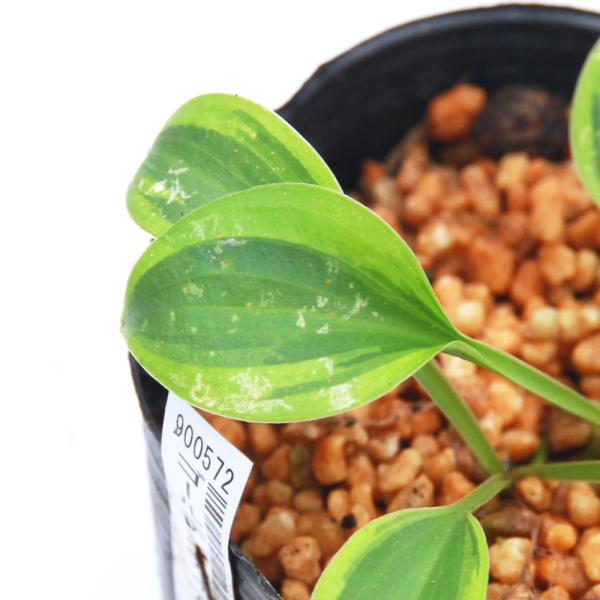 kotenplant　_gardening　ビオトープ　ガーデニング　水辺植物　その他水辺植物　両爬向き植物　山野草　植物生体　ガーデニング生体　育て方　育成方法　栽培方法　ギボウシ　キジカクシ科　ギボウシ属　ホスタ属　ホスタ　コーライ　タ...