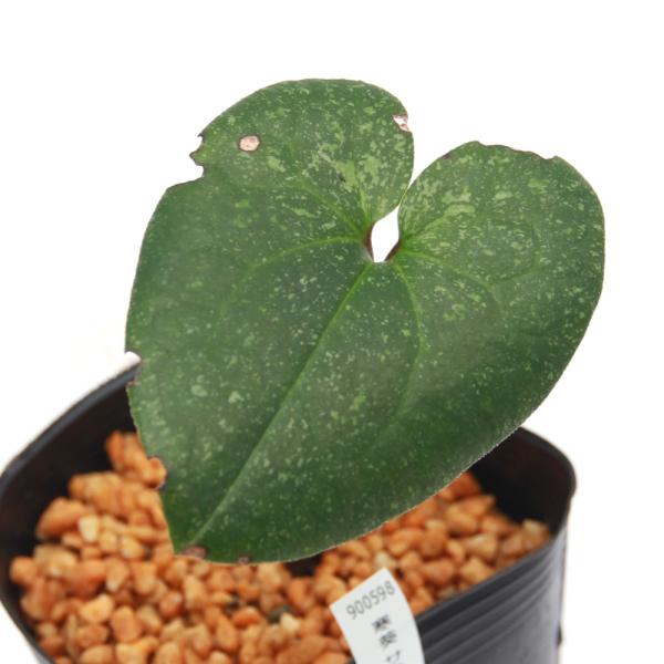 kotenplant　_gardening　育て方　育成方法　栽培方法　古典園芸　園芸　ガーデニング　山野草　盆栽　多年草　品種　種類　花　花苗　サイシン　細辛　カンアオイ　寒葵　アオイ　葵　ウマノスズクサ科　カンアオイ属　サヌキカンアオイ...