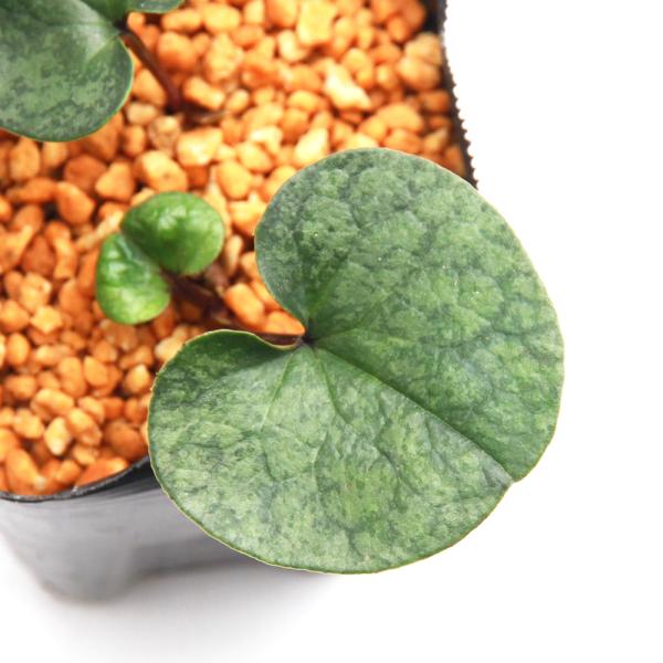 kotenplant　_gardening　育て方　育成方法　栽培方法　古典園芸　園芸　ガーデニング　山野草　盆栽　多年草　品種　種類　花　花苗　サイシン　細辛　カンアオイ　寒葵　アオイ　葵　ウマノスズクサ科　カンアオイ属　Ａｓａｒｕｍ　ヒ...