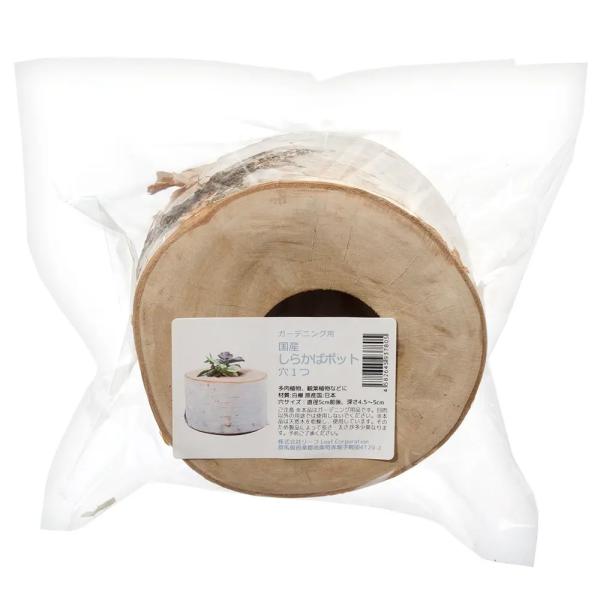 国産白樺　ポット　穴１つ　4582645937805　ガーデニング用品　園芸用品　ポット　飾り鉢　植木鉢　ポットフット　鉢置き　２号ポット　１号ポット　多肉植物　サボテン　ハオルチア　日本産　国産　しからば　白樺　特殊鉢　鉢カバー　ｋｓｚｋ...