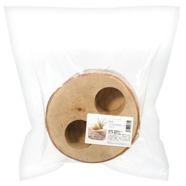 国産白樺　ポット　穴２つ　4582645937812　ガーデニング用品　園芸用品　ポット　飾り鉢　植木鉢　ポットフット　鉢置き　２号ポット　１号ポット　多肉植物　サボテン　ハオルチア　日本産　国産　しからば　白樺　特殊鉢　鉢カバー　ｋｓｚｋ...
