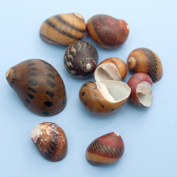 4582645945299　アクアリウム用品　_animal　_interior　_insect　アクア用品　水槽用アクセサリ　貝殻　やどかりのかいがら　おまかせ　１０個入り　かいがら　ヤドカリ　オカヤドカリ　m_hermit　貝殻902　...