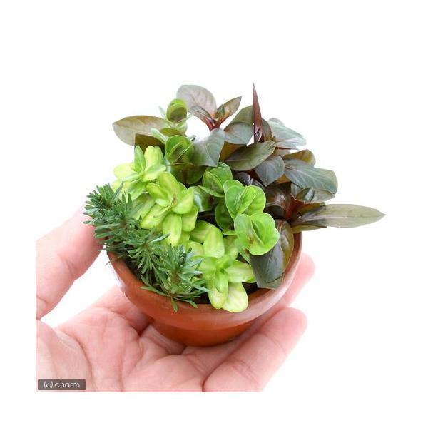 ijfĂ@܂gt~bNXitji_jiPj