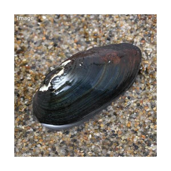 金魚・メダカ　熱帯魚・エビ他　貝二枚貝　イシガイ　２匹　fish_database　ビオトープ　水質浄化　アオコ対策　タナゴ　日本産淡水魚　石貝　akisanrantanago　20110717　ＫＯ　_aqua　XA0fcpW8　tng_...