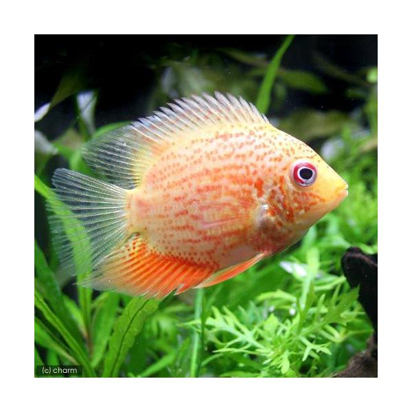 PF_SPQ　_aqua　熱帯魚・エビ他　シクリッド　種類で選ぶ　アメリカンシクリッド　レッドスポットゴールデン・セベラム　１匹　fish_database　中南米産　ビギナーにオススメ　レッドスポット　ゴールデンセベラム　Ｈｅｒｏｓ　ｓｅ...