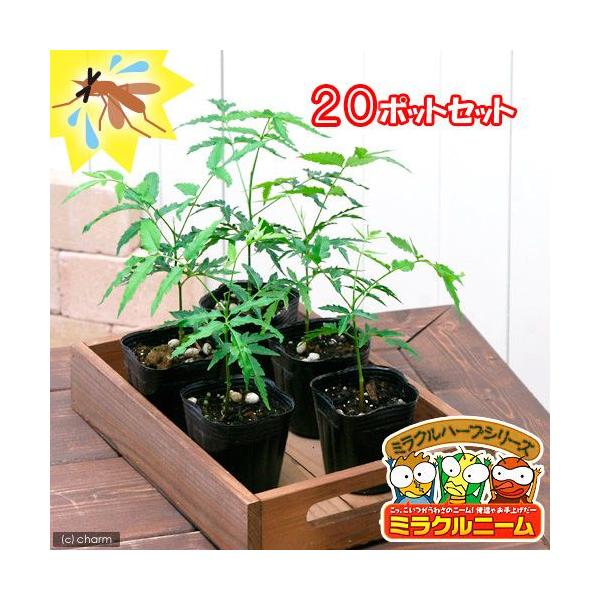 観葉植物 ミラクルニーム Diy 工具の人気商品 通販 価格比較 価格 Com