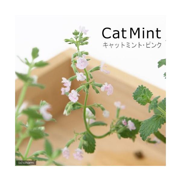 _neko　_gardening　ガーデニング　猫用品　サプリメント　猫草　ニャンコ大好きハーブ　ハーブ　苗　herbpot_series　20110723　ＨＴ　すぐに食べられる猫草　4cdavd　ugiwroq　rkmr6_pd20_h...