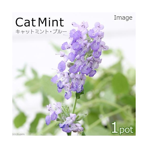 _neko　_gardening　ガーデニング　猫用品　サプリメント　猫草　ニャンコ大好きハーブ　ハーブ　苗　herbpot_series　20110723　ＨＴ　すぐに食べられる猫草　植物　植物生体　ガーデニング生体　育て方　育成方法　栽...