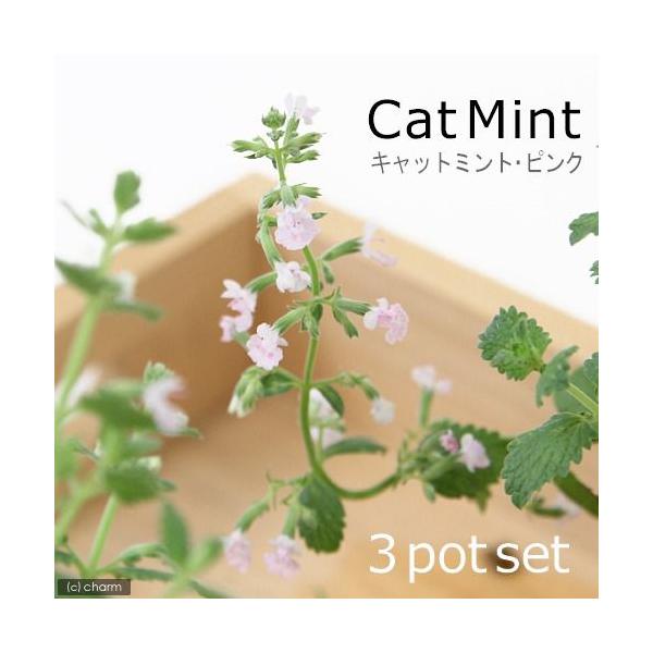 _neko　_gardening　ガーデニング　猫用品　サプリメント　猫草　ニャンコ大好きハーブ　ハーブ　苗　すぐに食べられる猫草　herbpot_series　20110725　ＨＴ　rkmr6_pd20_hrbnae　植物　植物生体　ガ...