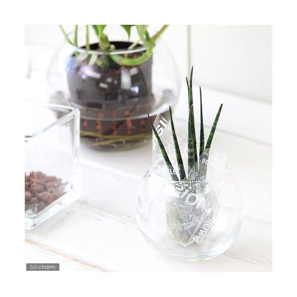 ガーデニング　観葉植物　ハイドロカルチャー　オアシス苗　all_plants　oasisnae　両爬向き植物　オアシス苗単品　オアシス苗サンス　20110811　ＨＴ　_gardening　植物　植物生体　ガーデニング生体　育て方　育成方法...