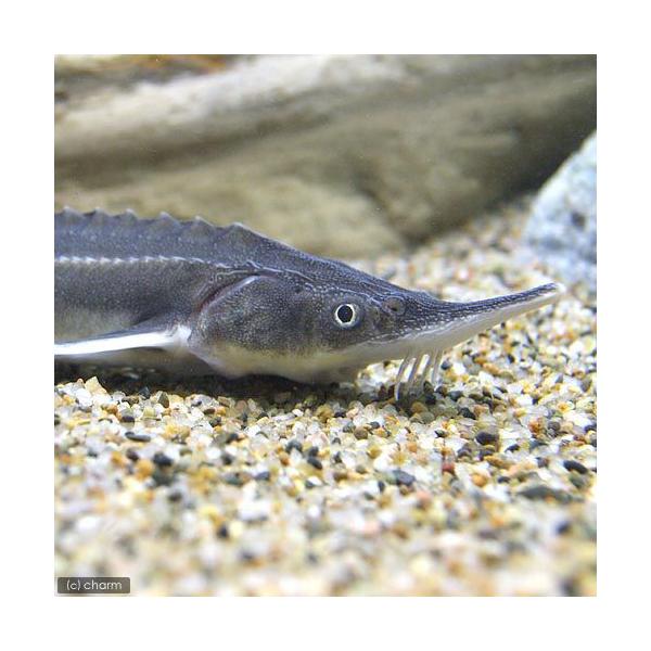 熱帯魚 大型 みんな探してる人気モノ 熱帯魚 大型