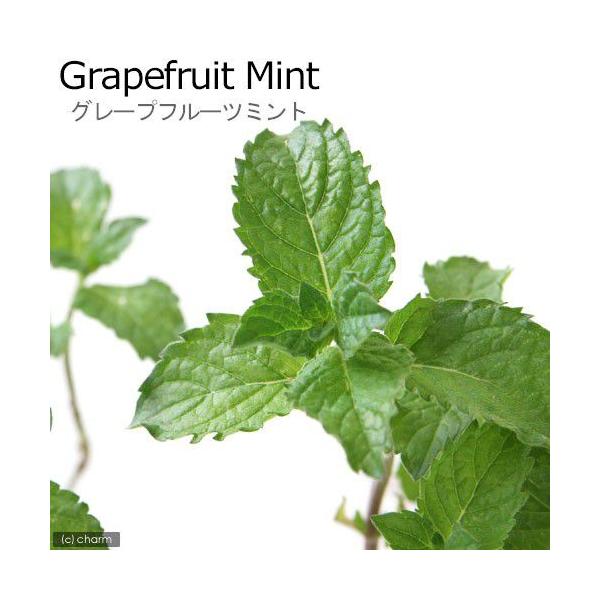 観葉植物 ハーブ苗 ミント グレープフルーツミント ３号 １ポット 家庭菜園 北海道冬季発送不可 Buyee Buyee 일본 통신 판매 상품 옥션의 대리 입찰 대리 구매 서비스