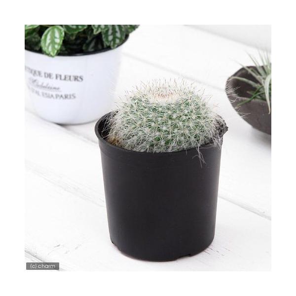 観葉植物 サボテン 2号の人気商品 通販 価格比較 価格 Com