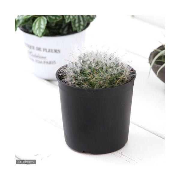 観葉植物 サボテン 2号の人気商品 通販 価格比較 価格 Com