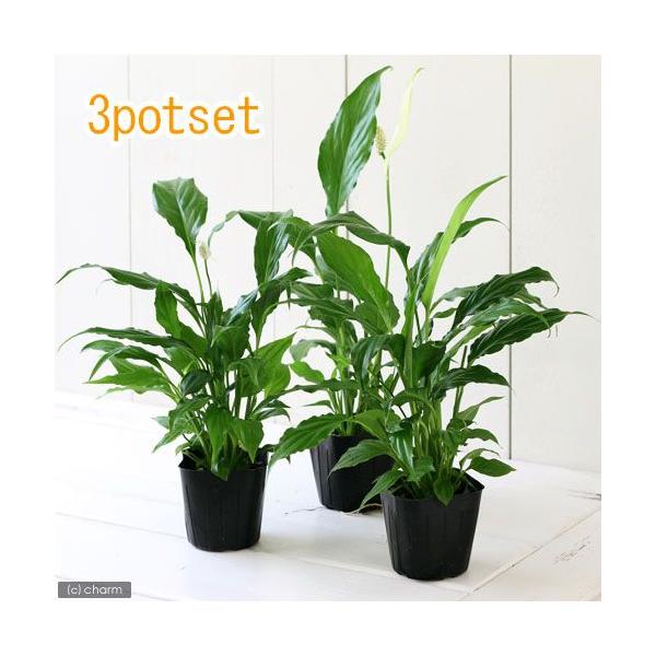 観葉植物 スパティフィラムの人気商品 通販 価格比較 価格 Com