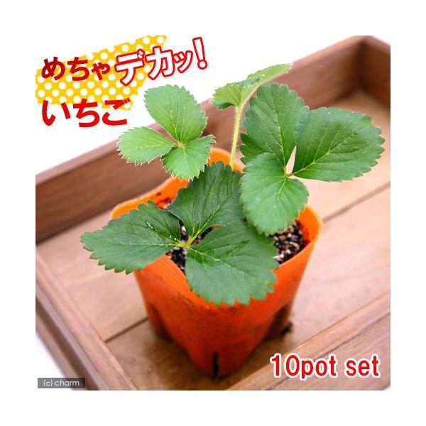 �i�ϗt�A���j�f�������e�@��ؕc�@�C�`�S�@�߂���f�J�b�I�������i�l�G����j�@�R���i�P�O�|�b�g�j�@�ƒ�؉��@�ʕ��@�t���[�c