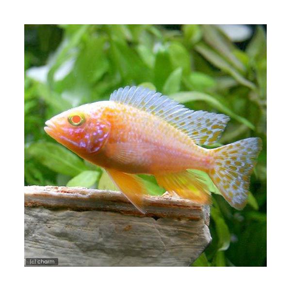 PF_SPQ　muryotassei_900_999　_aqua　熱帯魚・エビ他　シクリッド　アフリカ産　アルビノ・ピーコックシクリッド　1匹　fish_database　ビギナーにオススメ　Aulonocara　hansbaenschi　...