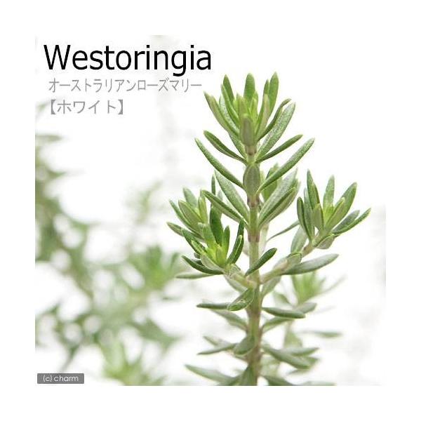 _gardening　ガーデニング　花　苗　ウェストリンギア　ウエストリンギア　オーストラリアン・ローズマリー　20111111　TS　育て方　育成方法　栽培方法　観葉植物　opa2_delete　低木　庭木　カラーリーフ　herb2022...