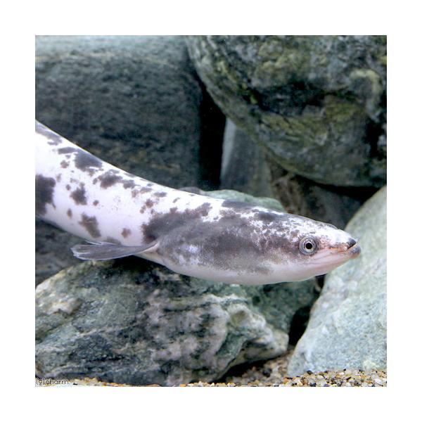 （淡水魚）パンダウナギ（１匹）