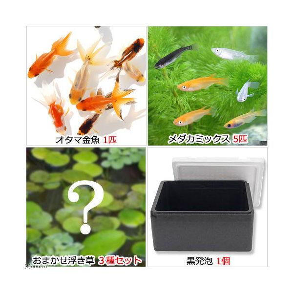 （めだか）（水草）水辺のなかよし飼育セット　メダカミックスとおたま金魚（浮き草付き）　本州四国限定　お一人様３点限り
