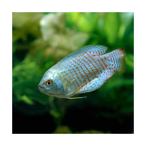 （熱帯魚）ネオン・ドワーフグラミー（メス）（１匹）　北海道・九州航空便要保温