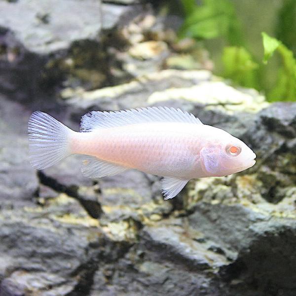 チャーム（charm） （熱帯魚）スノーホワイト・シクリッド（12匹
