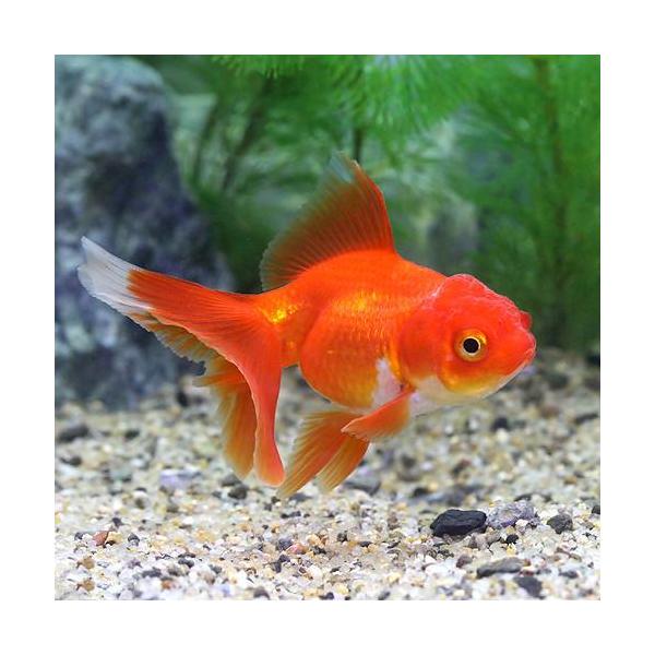 （国産金魚）飯田オランダ獅子頭（１匹）