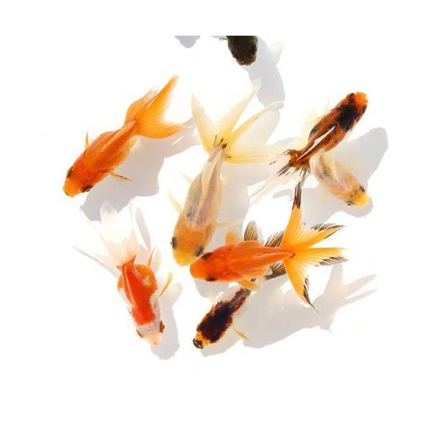 （国産金魚）オタマ金魚ミックス（５匹）